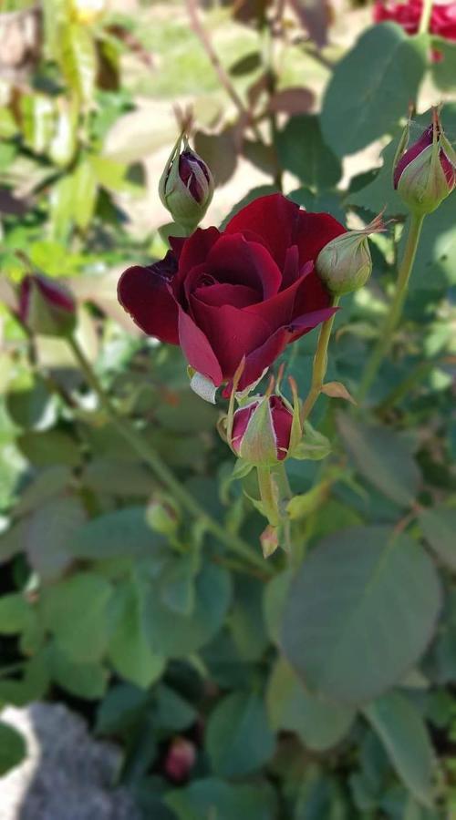 Namelis Nr 1 Adeles Sodyba Sturmai Dış mekan fotoğraf