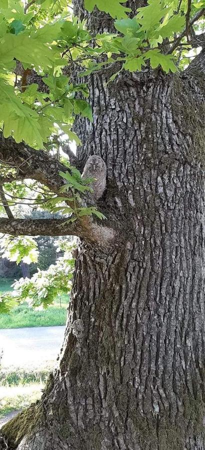 Namelis Nr 1 Adeles Sodyba Sturmai Dış mekan fotoğraf